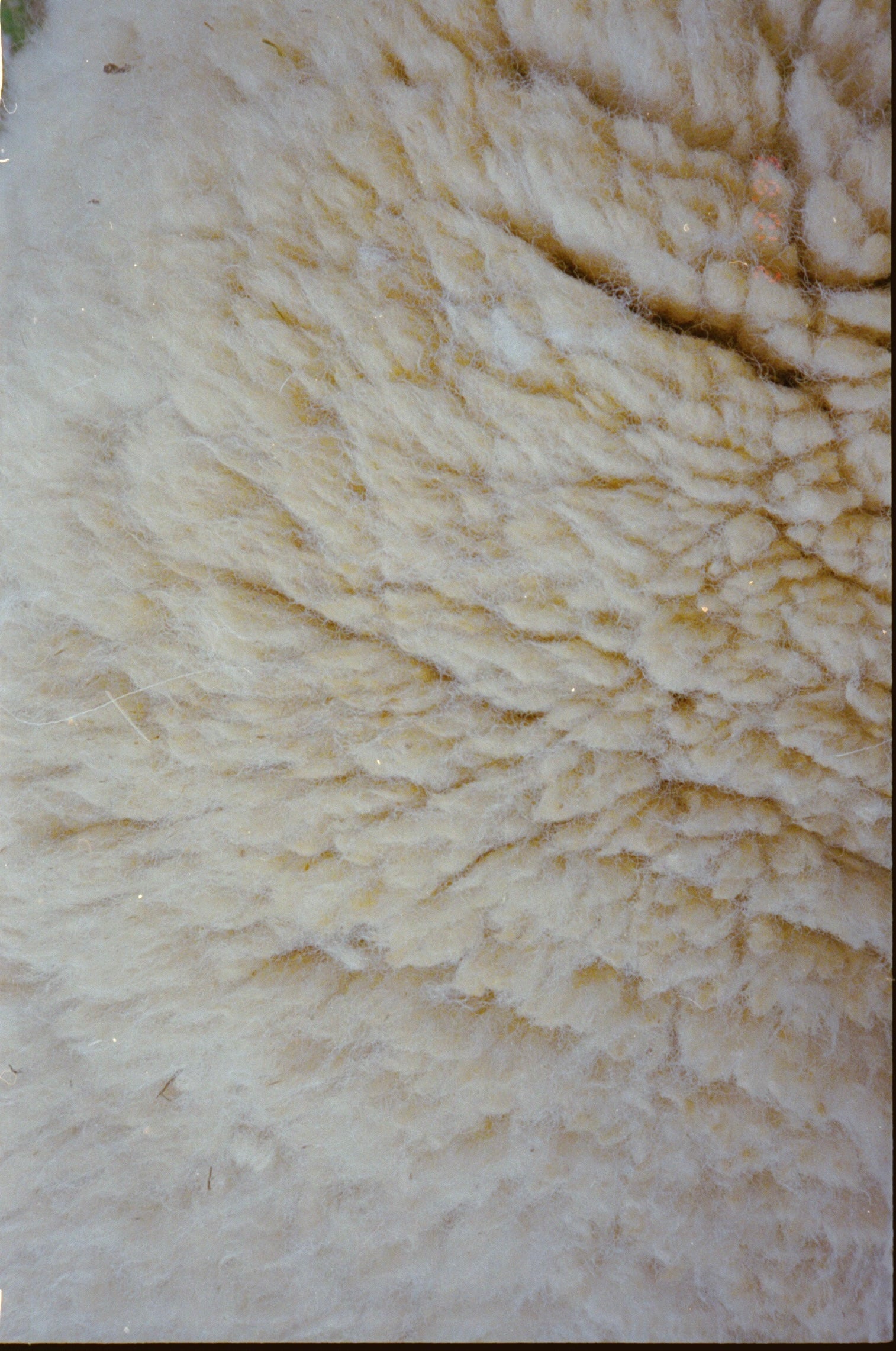 最終値下げMAISONSTRAYSHEEP STRAYSHEEP RUG STRAYSHEEP RUG