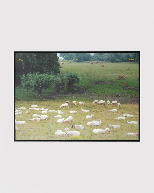 STRAYSHEEP POSTER「Landscape With Lambs」